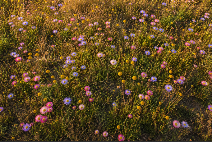 Australian Native Wildflower Seed Bomb Pack