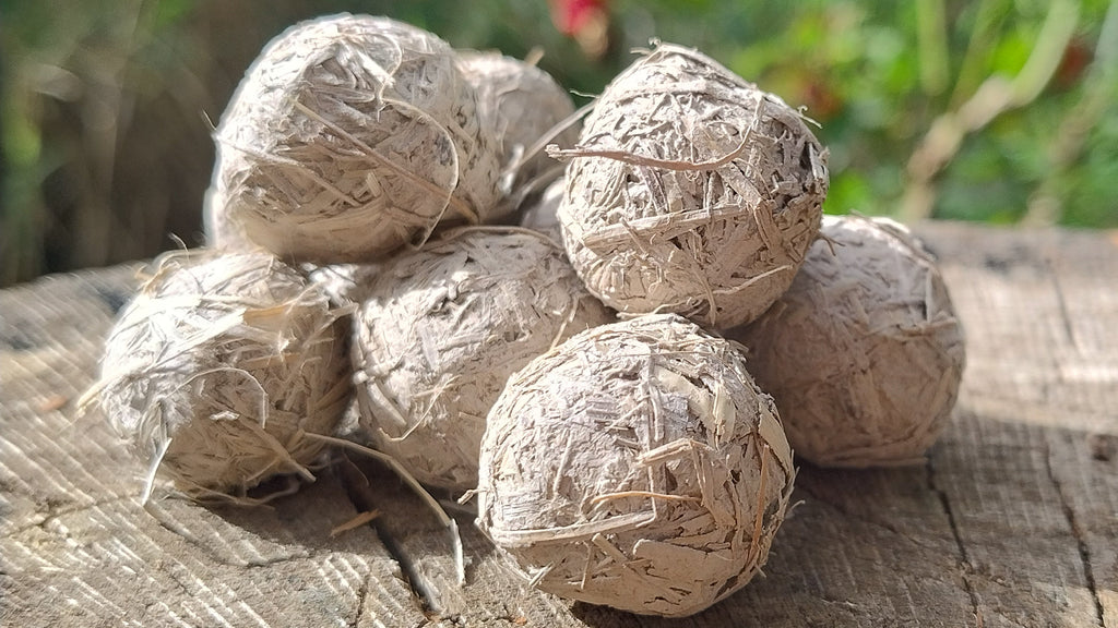Australian Native Wildflower Seed Bomb Pack