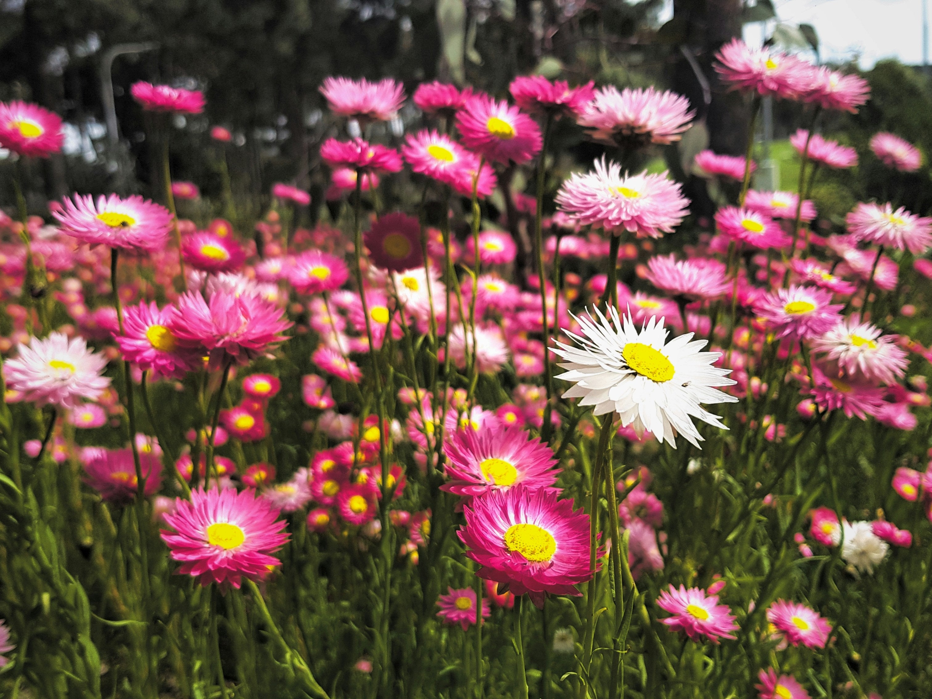 Australian Native Wildflower Seed Bomb Pack