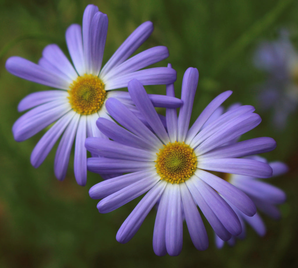 Australian Native Wildflower Seed Bomb Pack