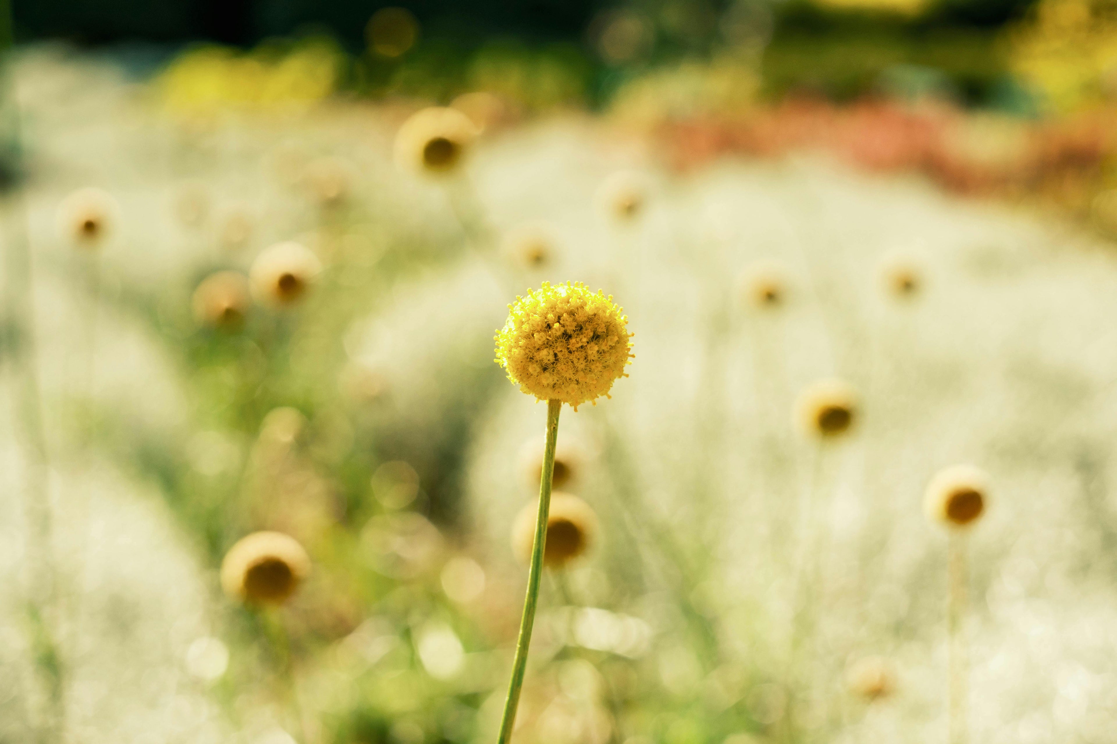 Australian Native Wildflower Seed Bomb Pack