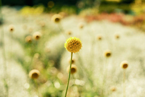 Australian Native Wildflower Seed Bomb Pack